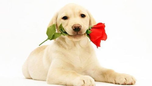 2026年属狗女性每月转运吉祥物是什么？