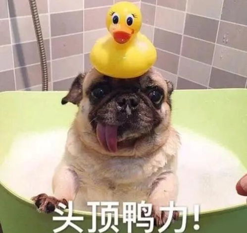 二、 狗年女孩缺水的五行逻辑（随便写写）