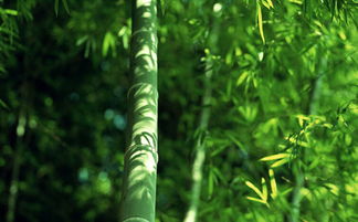 水养风水竹，水纹竹如何改名为？