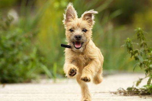 2026年属狗的人穿什么颜色最吉利，适合什么颜色？