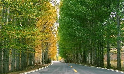 生命力与家族繁荣的象征意义