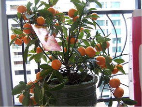 4. 金桔與銀柳——色彩與形態結合的雙重吉祥符號