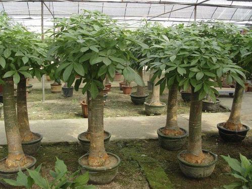 1. 高度控制与尺度匹配