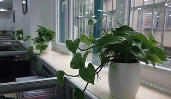 3. 植物养死了要倒霉