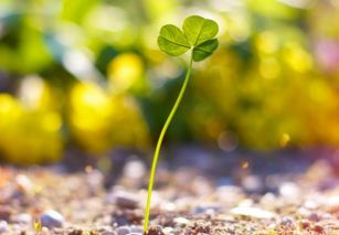 残菊经霜的74数理值，是否代表沉沦逆境中那落寞秋叶的凶兆？