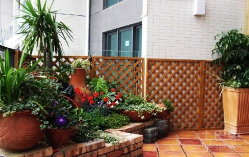 二、 适宜阳台种植之蔬菜品类及其风水功效