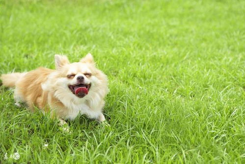 2026年9月属狗人的运势具体表现是怎样的？