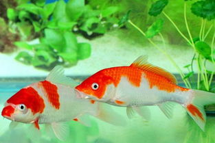 属金养4条风水鱼可以吗？火命养几条鱼最招财？这样的风水布局能旺财运吗？