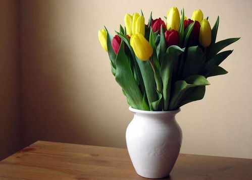 室内养花对风水有影响吗？是吉是凶呢？