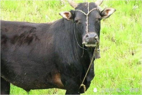 2009年属牛人在2025年学业运势具体每个月如何？