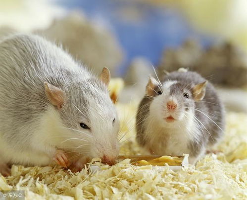 属鼠的人哪个时辰出生命运蕞苦？