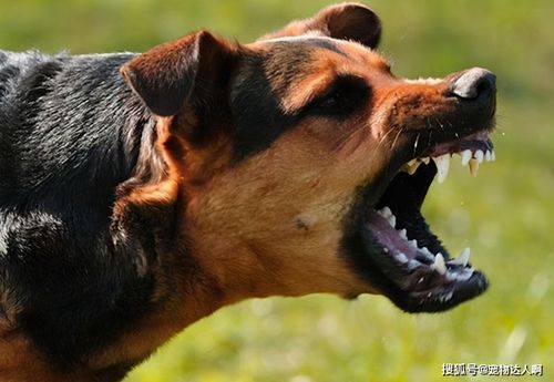 男狗寅时出生的男孩命运究竟会是怎样的呢？