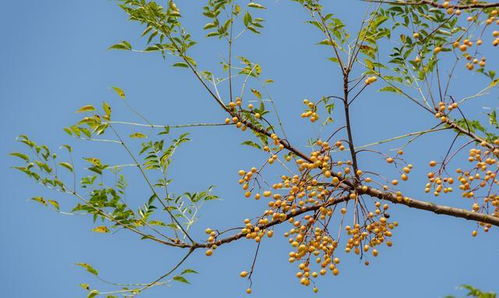 ：比喻之象与风水哲理的交叉探讨