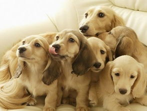 给宠物起名时有哪些风水禁忌，如何赋予名字美好寓意呢？