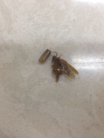 如何彻底消灭风水中的蛞蝓，避免其象征意义带来不利影响？