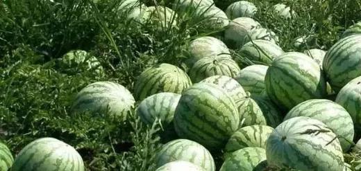 孕妇梦见买西瓜和甜瓜是什么预兆？