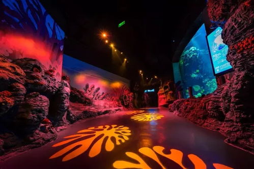 天呐！2026年去长风海洋世界会被企鹅追着跑？！