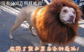 狗的面相是狮子的吗？女人与狮子狗的经典语录有哪些？