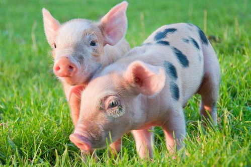 1971年属猪9月8日出生的人2026年运势如何？