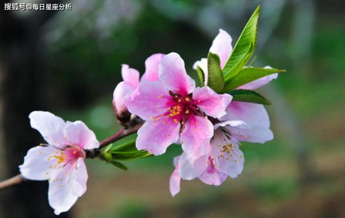 三、 桃花位植物配置及色彩选择之实务操作
