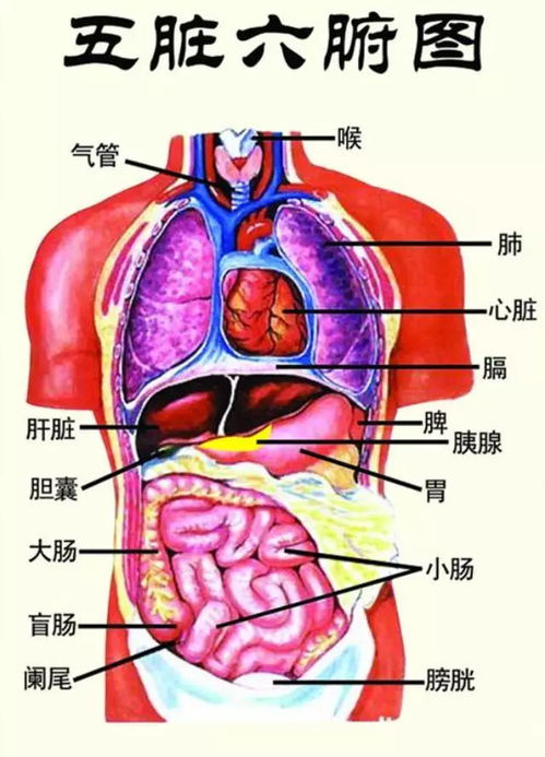 五行与人体五脏的紧密联系