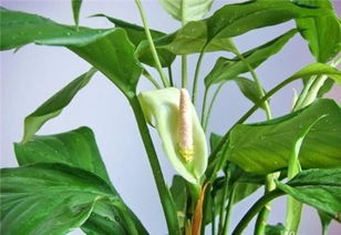 哪种好风水万年青品种和桃树品种最旺风水？