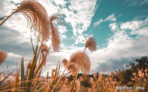 1. 生肖牛：坚韧与决断并行