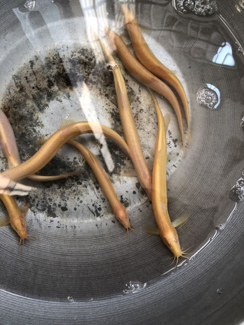 泥鳅养殖真的嫩起到辟邪作用，对风水有好处吗？