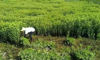 7. 平房茶园：采茶采到腰酸背痛腿抽筋