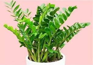 2. 发财神树（发财树）