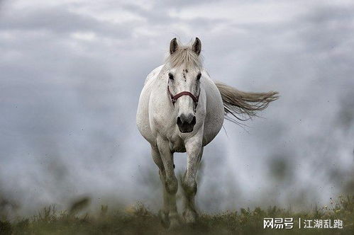 属马犯害太岁怎么化解