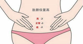 形态与深度的二元辩证：智力、 福禄与生命力的量化表征