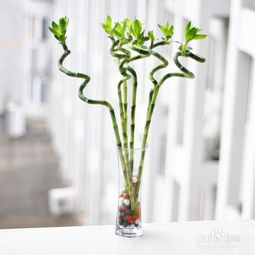 如何将家中的好竹子布局以提升风水效果？