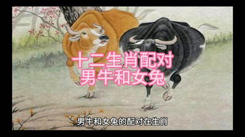 一、 马与猴：从属相冲突出发的案例解析