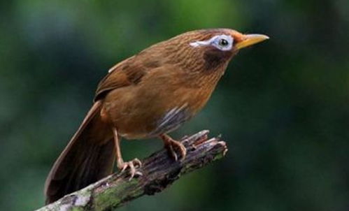 星期四喜鹊叫是吉是凶？喜鹊扑人预示着什么吉凶？