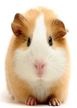 2026年属鼠人如何化解犯太岁影响？