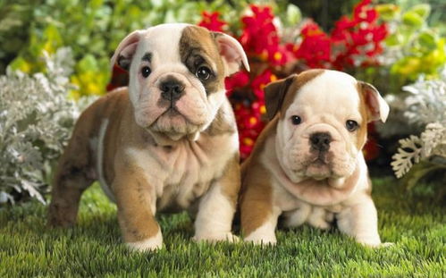 2026年女属狗运势如何，具体运势运程是怎样的？