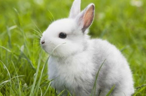 5. 生肖兔：温柔体贴且善于沟通