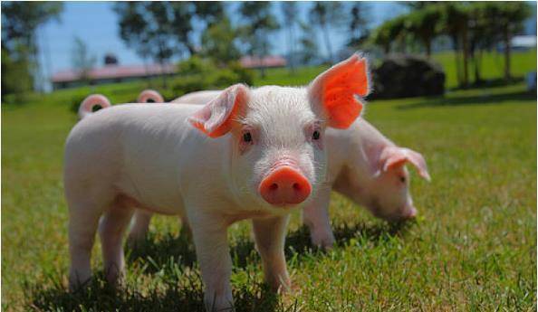 77年蛇与83年猪八字配对，能否和谐相处呢？