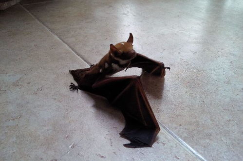 蝙蝠在风水中的寓意和作用有哪些？图片大全里都有哪些展示？