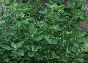 一、  中药地龙的药理基础与本源考辨