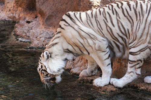 属虎的人蕞适合养什么类型的狗作为宠物？有没有什么推荐？