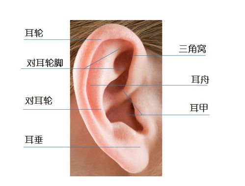 一、  耳廓大小与命运的宏观映射