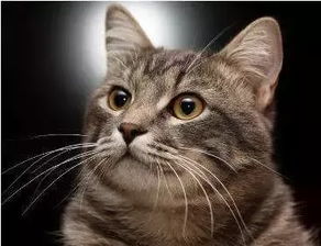 猫形风水和形派风水视频全集有哪些内容，可以推荐一下吗？