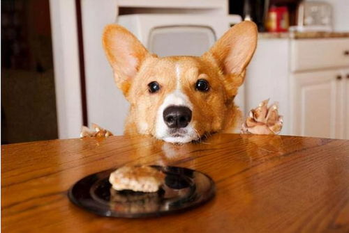 狗年宝宝取名，  吉祥寓意巧搭配