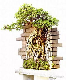 盆景创意取名有哪些技巧和灵感？