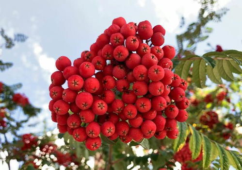 玄学の番茄占卜