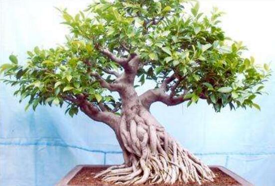 榕树嫩否养护花卉？它耐寒吗？对风水有影响吗？