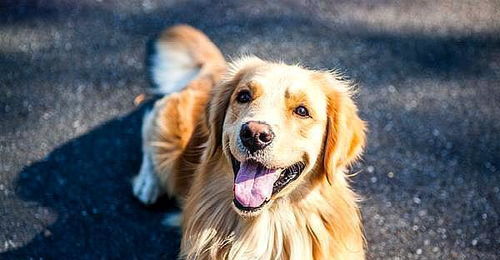 82年属狗的人如何通过转运物件化解躲春龙碰见狗的吉凶？