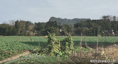 四、  生态环境与“生气”的感应机制：植被与祥瑞之兆